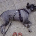 prázdninový adoptívny pes (alebo maketa na dlaždiciach?). asi 15 kg. ale keď potiahne, takmerletím vzduchom.