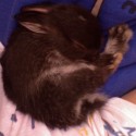 R.I.P Kubko :´(