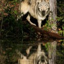 krásna foto vlka s odrazom na vodnej hladine