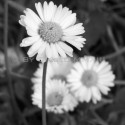 Ukážka z obrázkov v albume Moje fotky- nature&flowers