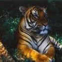 Ukážka z obrázkov v albume tigre