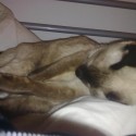 Moj maznacik malinky :)