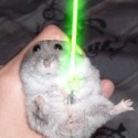 Hamster wars