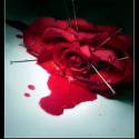 Bloody rose...(pri takychto veciach sa ani nebudem dalej vyjadrovat,ono to hovori samo za seba...)