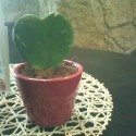 a potom neskor som v BA videla takyto uzasny kaktus :)