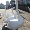 ...keď Majka rozpráva na labute vo Windsore, dovolia jej si ich odfotiť...