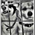 Ukážka z obrázkov v albume Fotky psí útulok