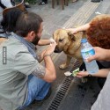 Helping a dog affected by teargas in Istanbul, Turkey.
^^^^^^
