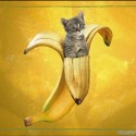 banánová cica:D:D:D
