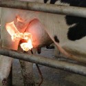 udder flaming. ste vedeli že okrem iného tie farmárske modzgy aj toto vymysleli?