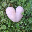 :) v záhrade som našla takýto zemiak :D