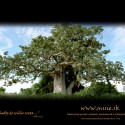 Gigantický Prossový strom
