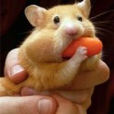 Ham Ham