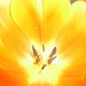 Krásny tulipán od priateľa :)
