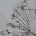 .soft