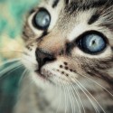 http://kachahaha.deviantart.com/  krásna cica :*