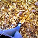 ♥fallen leaves 