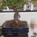 môj bonsai :))