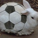 Zajac ako futbalka