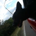 Krá, krá.. Tessa si užíva jazdu autom :)