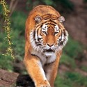 tigrík v našej zoo:)