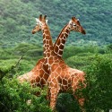 jooj moje sexi sexi žiraffičiskáá :):) ja mám tak strašne rda žirafky .. ony sú proste rozkošné :) achh :)) najkrajšiie :) kráásne súú :) ja  z nich nemôžem :)