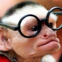 inteligentné opice, alebo Darwinova teória potvrdená...