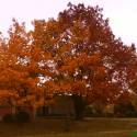 By bol hriech keby som túto fotku sem nedala...krasna jesenná krajina a ešte krajší strom...