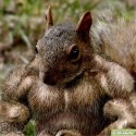 veverička a steroidy ? :)
