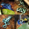 modrá žaba vs zelená vs tyrkysová vs IKEA žaba
