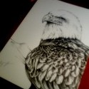 nová praca eagle