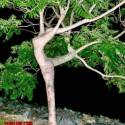 Čo dokáže príroda :) - tancujúci strom