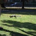 sme boli v parku pozrieť veveričky :)