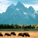 Bison grasing