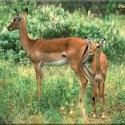 Ukážka z obrázkov v albume antilopi