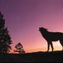 Vlk pri západe slnka