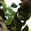 pokušenie:)jabko na strome