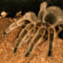Blbá kvalita, ale je to tam...

Má tu niekto arachnofóbiu? :D