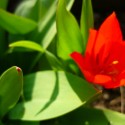 mini tulipán