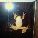 žabka čo sme mali na okne a potom aj chvilu v akvarku s Kukinou