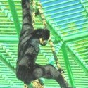 Môj nový opičí idol aneb ako sa opičí doslova :D