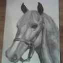portrét koňa :) 
