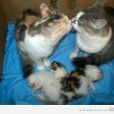 Mačacia rodinka ^..^ Meow ˘˘