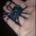 jediný pavúčik ktorého mám rada =)