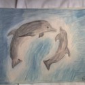 delfíny :) 