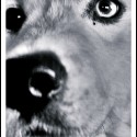 Ukážka z obrázkov v albume Fotky psí útulok