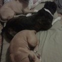 plná posteľ psov... :)