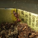 Mravec druhu Gnamptogenys biroi alebo binghamii, neviem to presne určiť...  Sú to proste pekné, 8mm mravce a čo viac, pochádzajú z pralesov Queenslandu v Austrálií