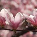magnolie su jedny z najkrajsich stromov/krov? na svete...milujem ich a milujem byt pod nimi:)