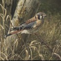 Ukážka z obrázkov v albume Wildlife Paintings